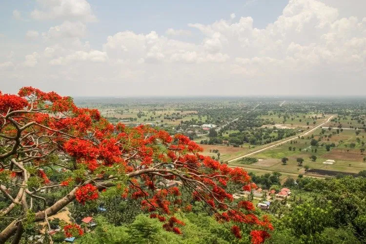 Plaine de Battambang vue depuis la colline de Phnom Sampeau, derrière un flamboyant en fleurs