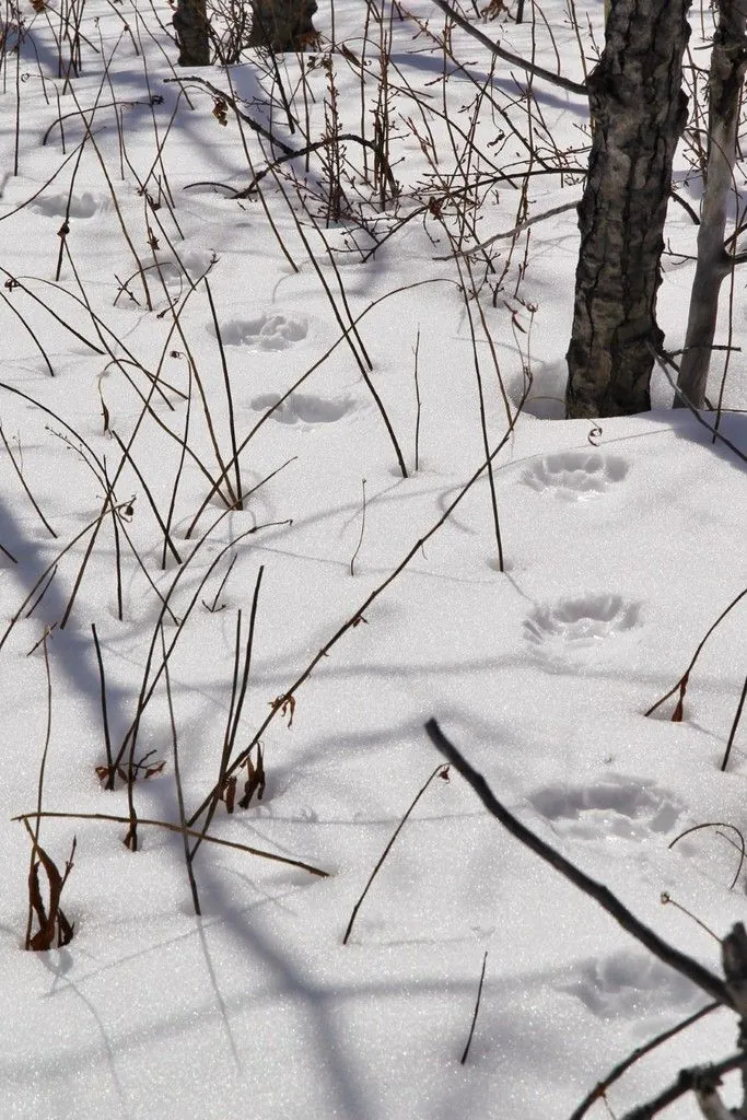 Traces de pattes d'animaux alignées dans la neige entre des brindilles et un tronc