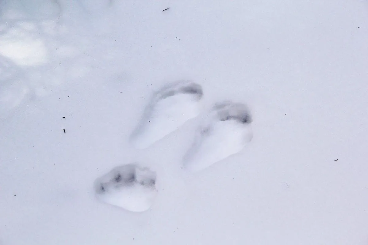 Trois empreintes de grosses pattes dans la neige fraîche, sur le sentier