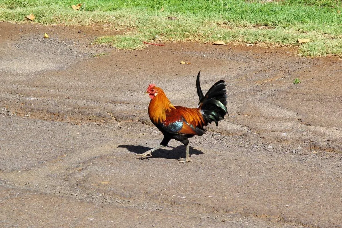 Un coq coloré marche sur le chemin de terre, ces volailles en liberté ayant envahi Kaua'i
