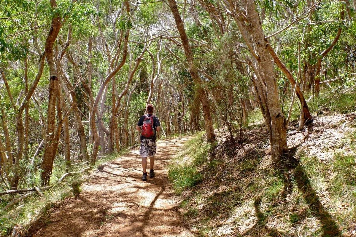 Un randonneur avance sur un sentier ombragé par des eucalyptus dans la région du canyon de Waimea