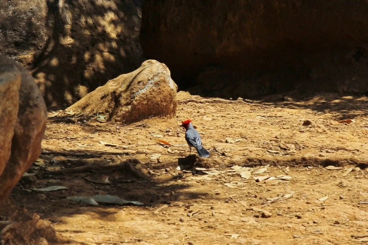Un cardinal à huppe rouge se promène sur la terre sèche d'un abri rocheux au bord du sentier