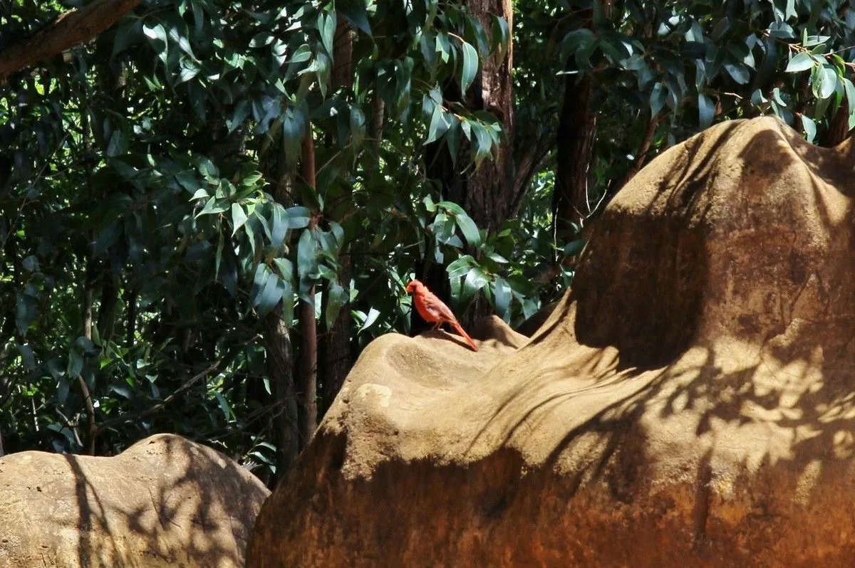 Un oiseau rouge perché sur un rocher arrondi, au milieu d'un feuillage dense sur le sentier