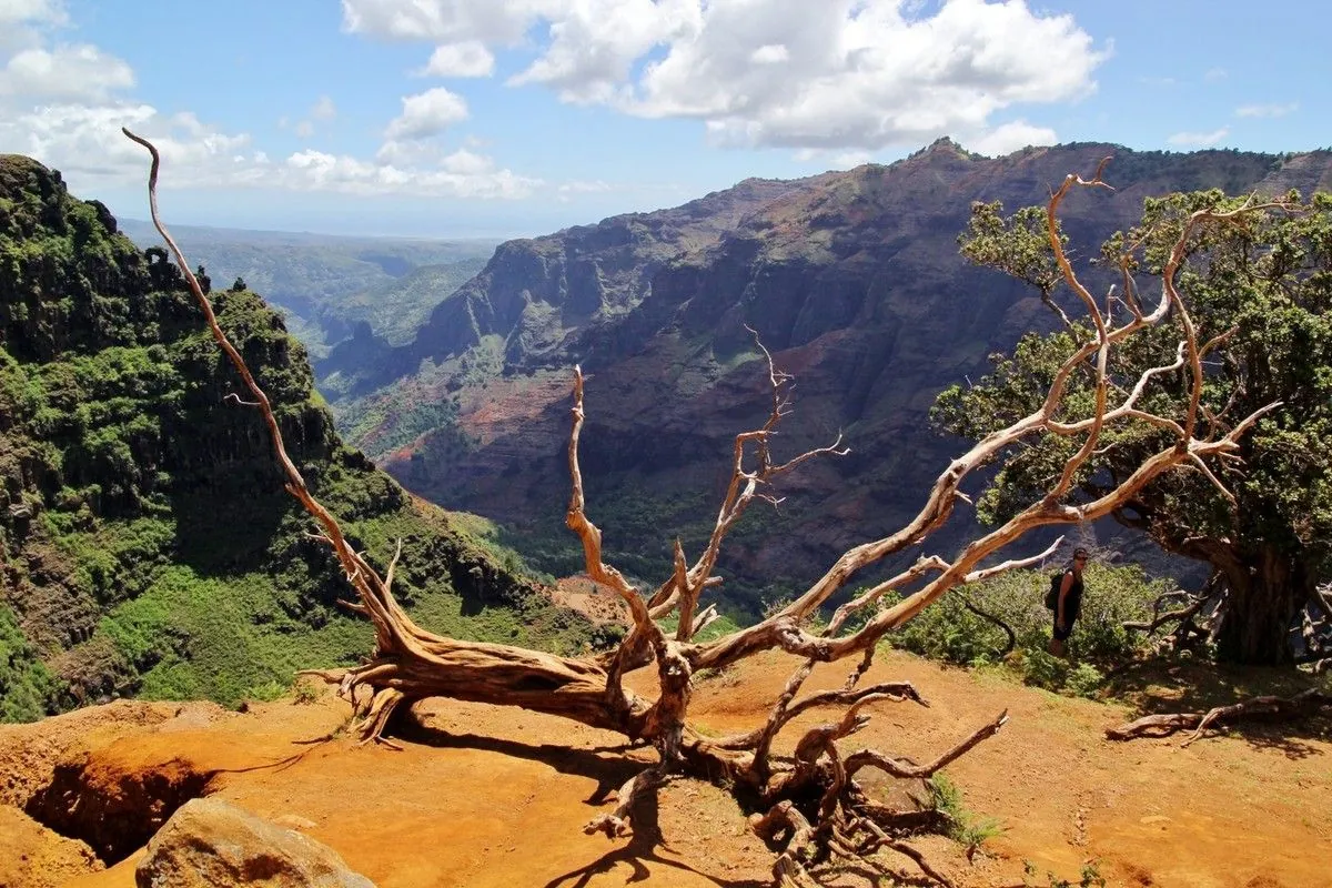 Arbre mort aux branches tordues sur un belvédère de terre rouge face au canyon de Waimea
